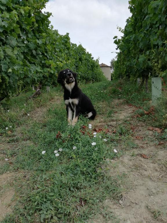 منزل الضيف Cossano Belbo  في Agriturismo Tenuta San Giuseppe المظهر الخارجي الصورة